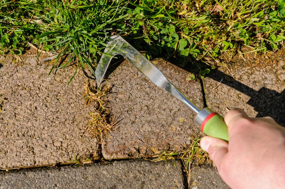 Removing and scratching moss out of paving stones, cleaning terrace and patio; Shutterstock ID 2431031327; purchase_order: -; job: -; client: -; other: -