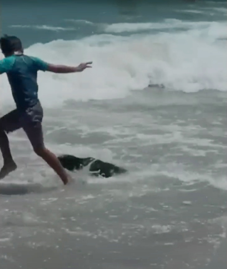 A seal is seen attacking a boy who was playing in the shallows of a beach in Cape Town, South Africa, last year