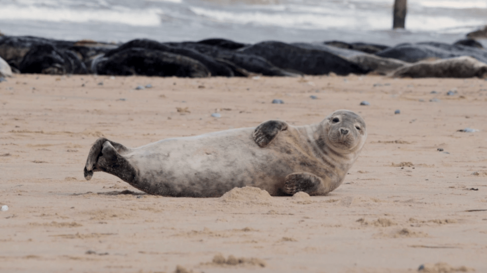 Waxham Sands is a well-known spot among the locals for watching seals basking on the beach