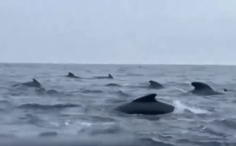 A pod of 1000 whales were filmed swarming a solo UK rower