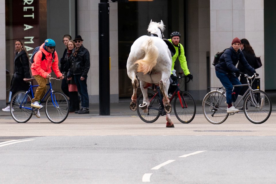 Five horses ran free after being spooked in April earlier this year