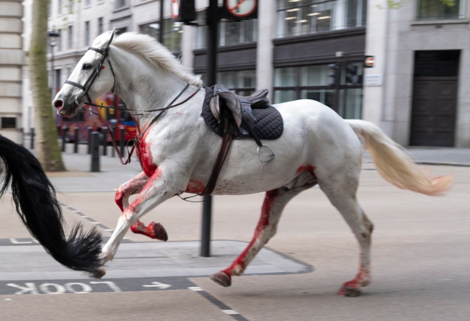 A white horse on the loose bolts through the streets of London on April 24