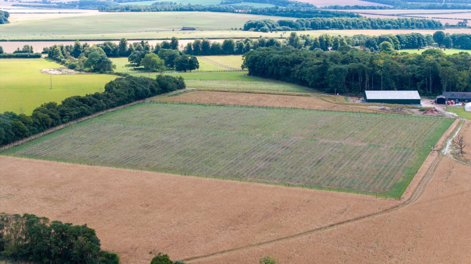 Adrian Bayford’s new vineyard is set to produce 25,000 bottles of sparkling wine every year