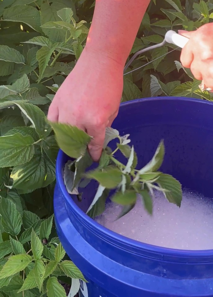 a person is holding a plant in a blue bucket