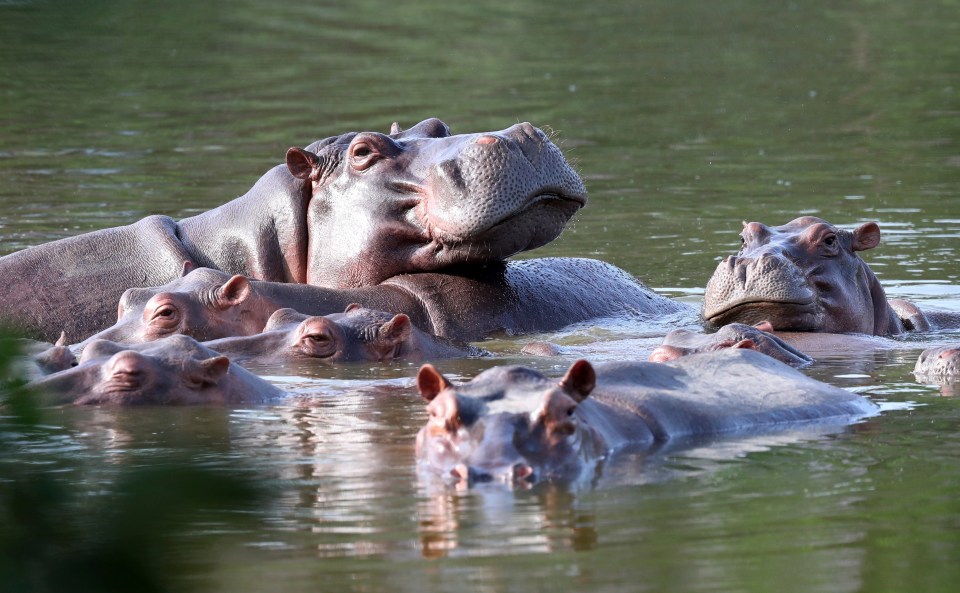 Colombian scientists fear their poop could wipe out fish species like they have in Africa