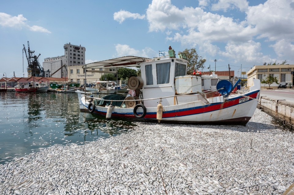 Fish littered the otherwise picturesque harbour in Volos, central Greece