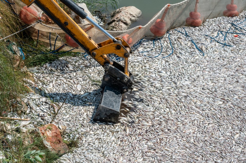 Trawlers dragged nets to collect more than 40 tonnes of fish