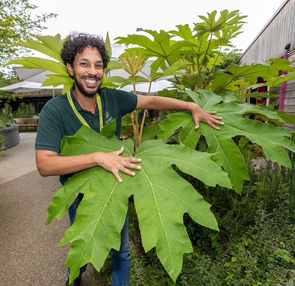 Ashley Edwards at work at the incredible Horatio’s Garden