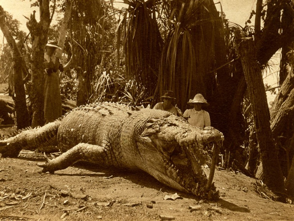 **TAKEN WITHOUT PERMISSION**</p>
<p>The 8.6-metre saltwater crocodile believed to be shot by Krystyna and Ron Pawlowski in 1955 at the Norman River, Karumba</p>
<p>//www.facebook.com/ididjaustralia/photos/a-monster-crocodile-at-roper-river-northern-territory-circa-1914photo-credit-kei/1204324566370454/