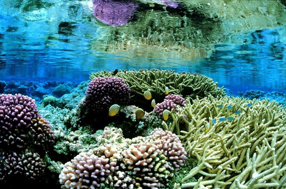 The pink coral gardens of Palmyra Atoll with tropical fish