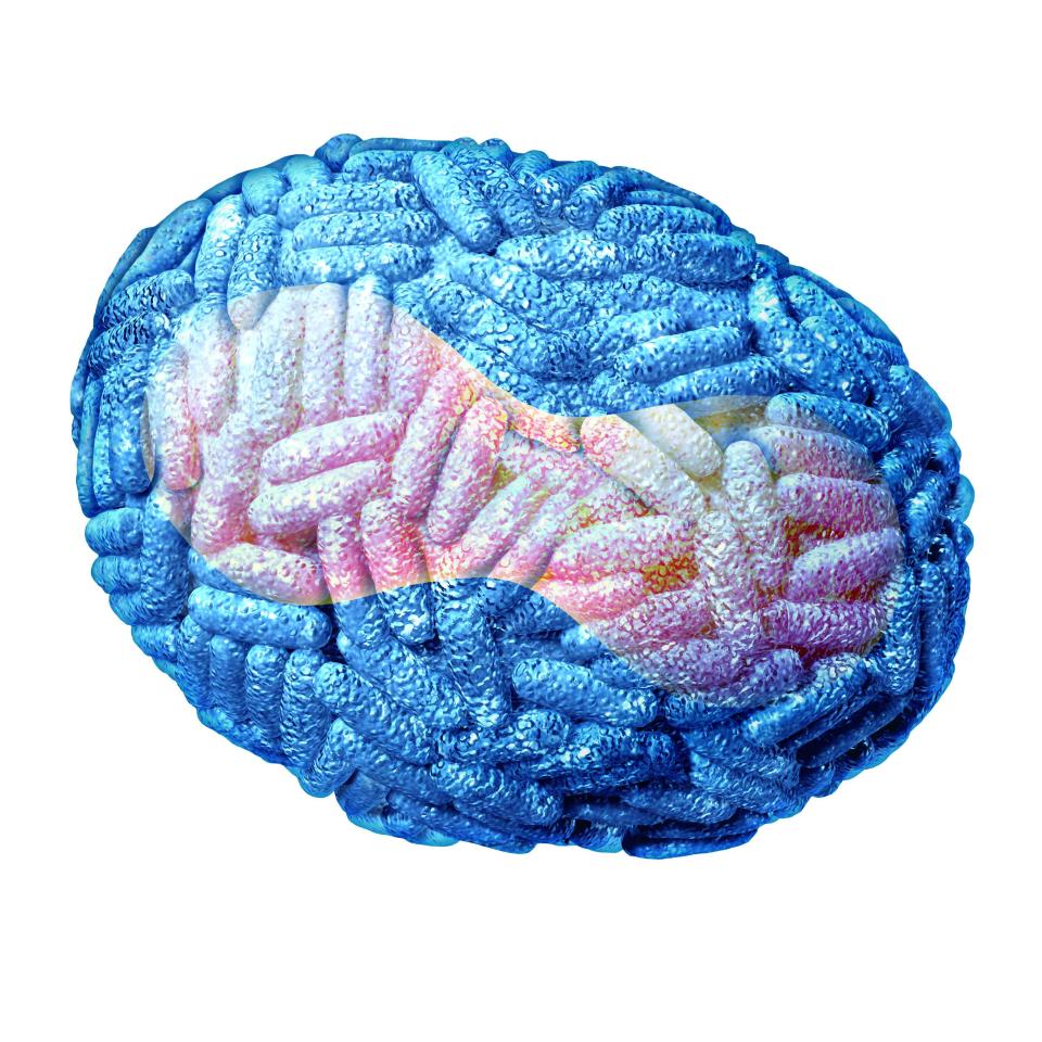 a close up of a blue and pink brain on a white background