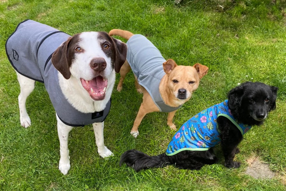 Dilly, Mabel and Maisie were happy to test out the best dog cooling coats on the market