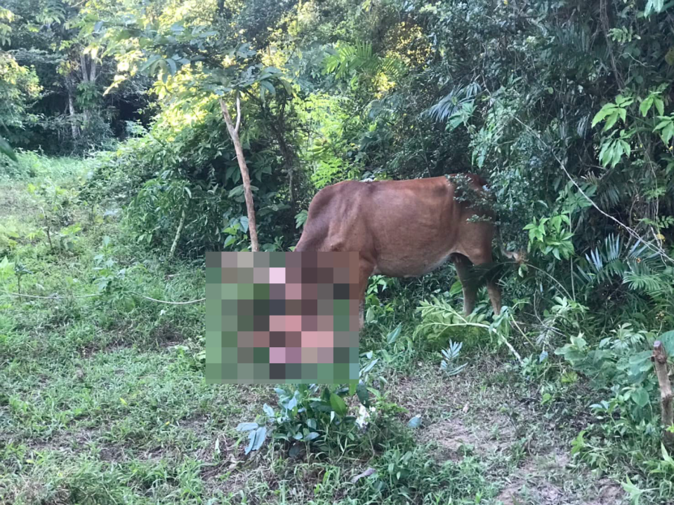 A naked tourist got gored by a cow after he allegedly tried to rape the animal