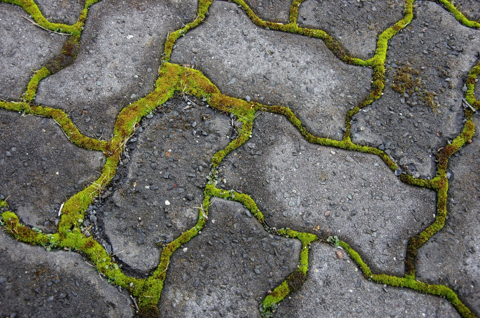 a brick walkway with green moss growing on it