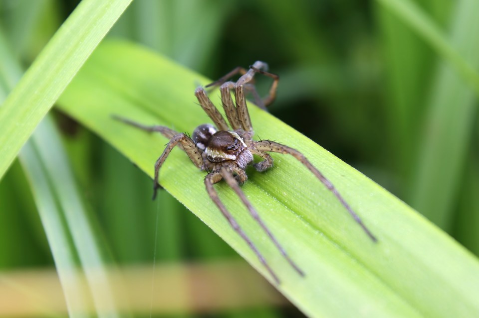 a close up of a spider on a green leaf