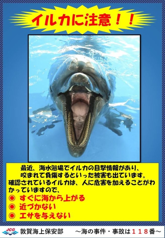 a poster with a picture of a dolphin with its mouth open