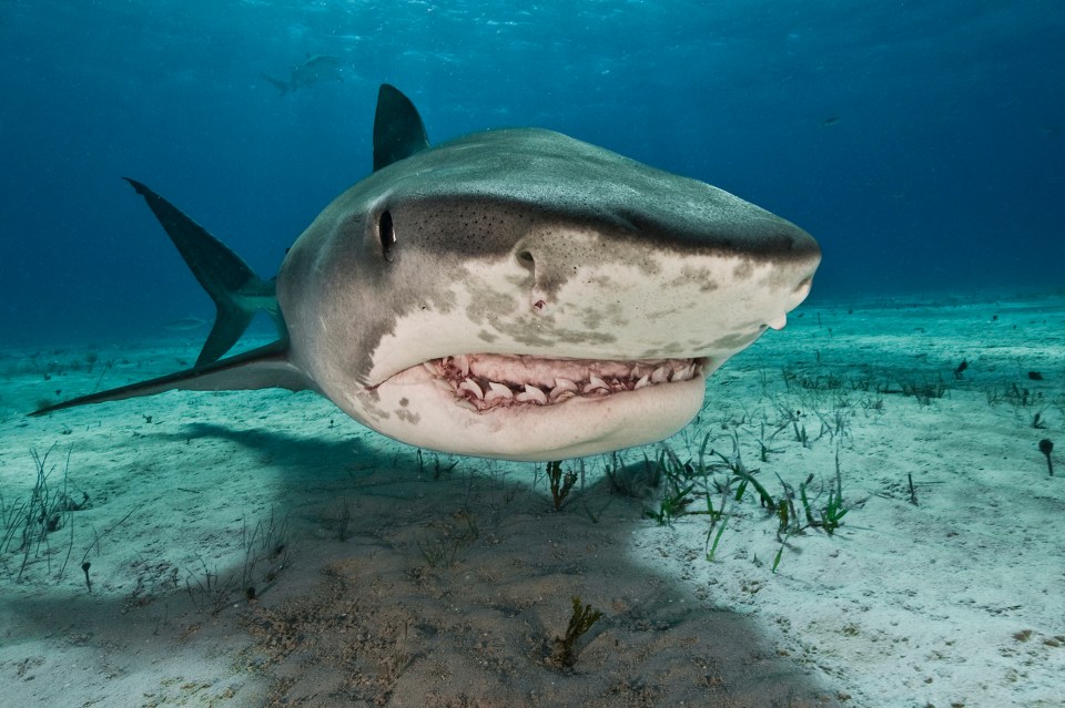 Locals and divers say they saw a tiger shark in the water