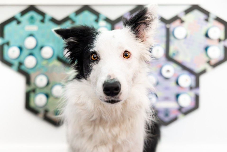 a black and white dog is looking at the camera