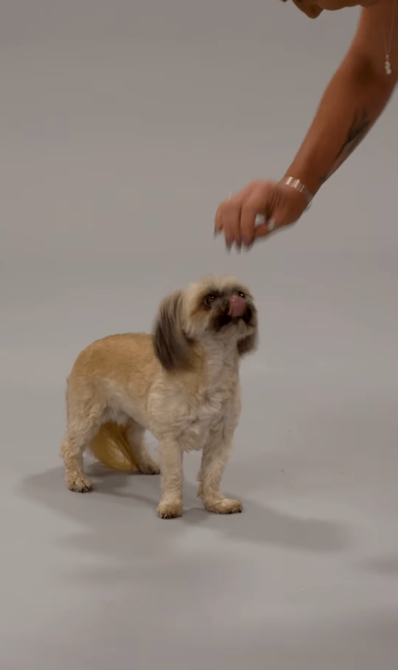 a small brown and white dog licking its nose while a person feeds it