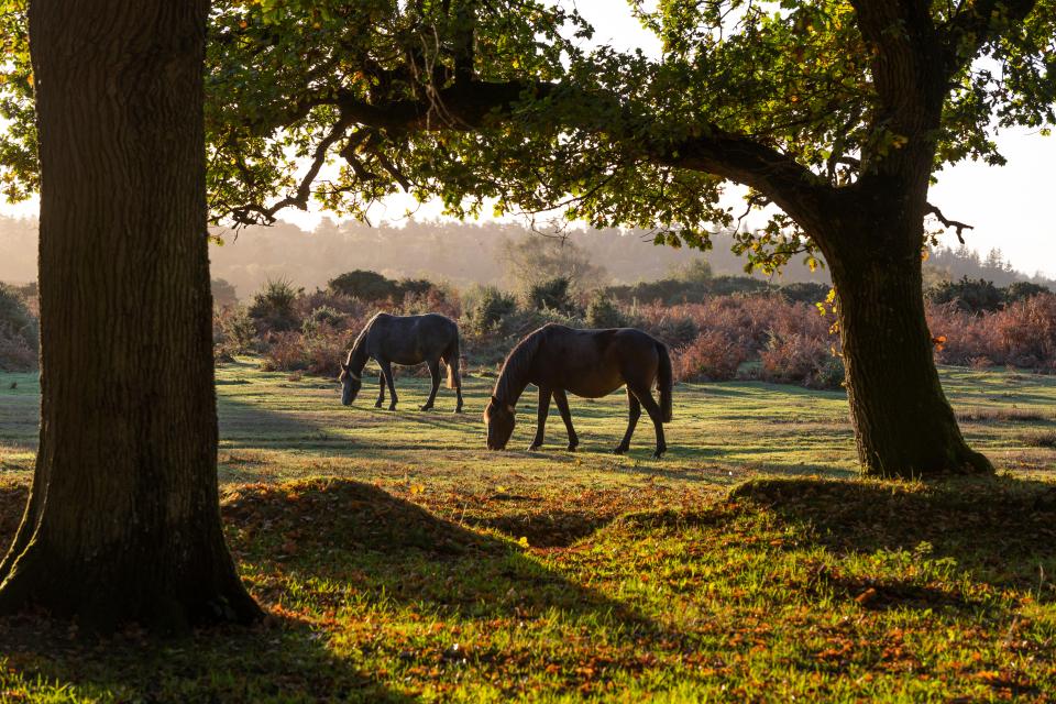 Wander the New Forest with the ponies