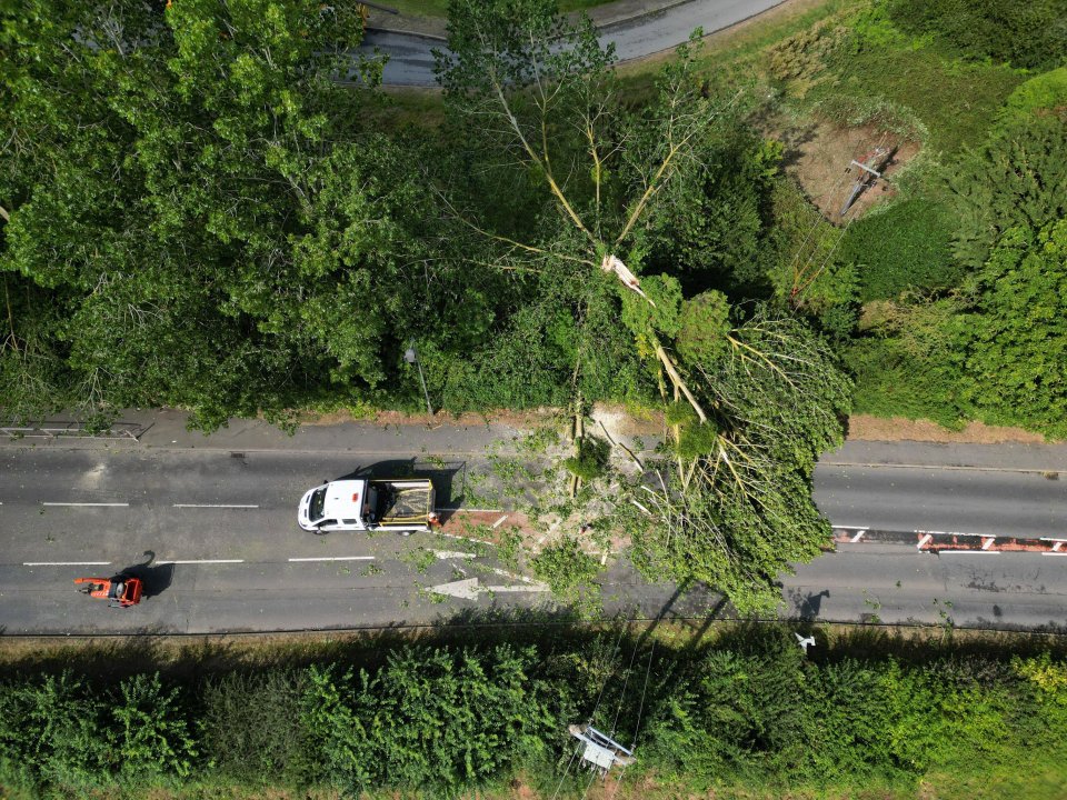 an aerial view of a tree on the side of a road