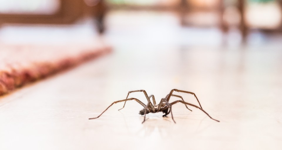 Most Biritsh spiders are harmless, but may look scary