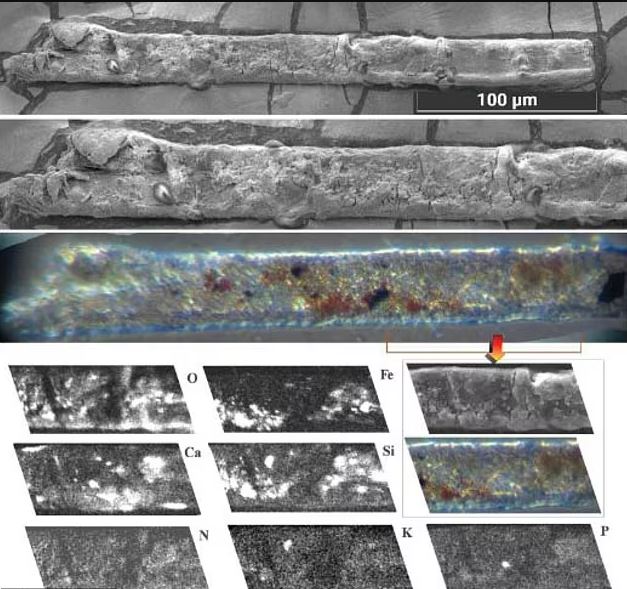 The study analyzed samples taken from the 1970s. Researchers collected particles using adhesive tape. Pictured are the samples zoomed in 1,500 times