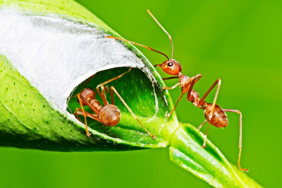 Ant guarding nest’s entrance.