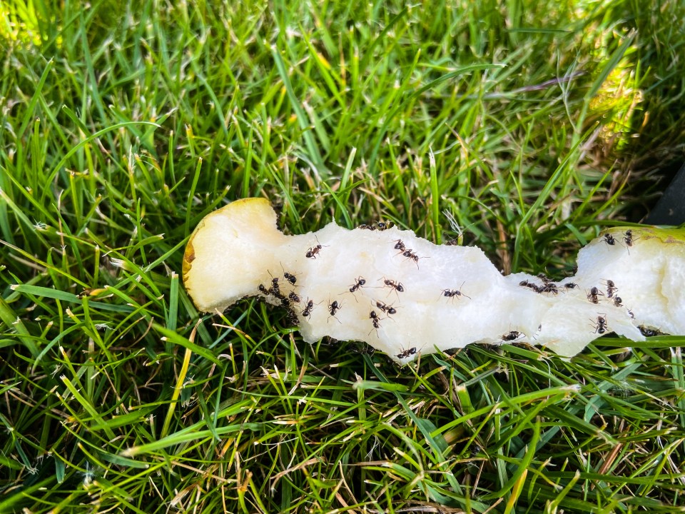 Ants swarming over a recently eaten and discarded pear fruit core on grass.