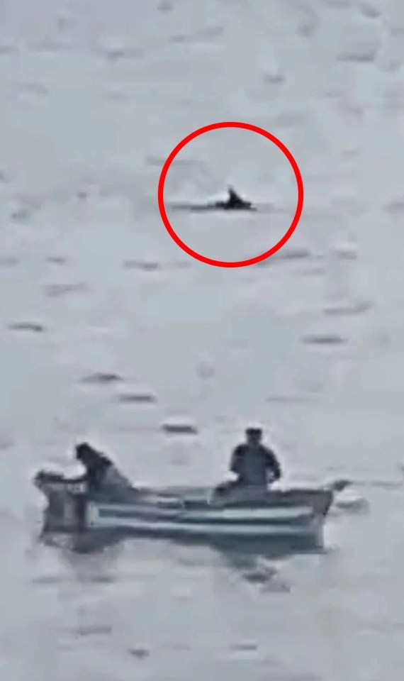 The terrifying moment a 7ft shark circles fisherman in their boat off Welsh coast