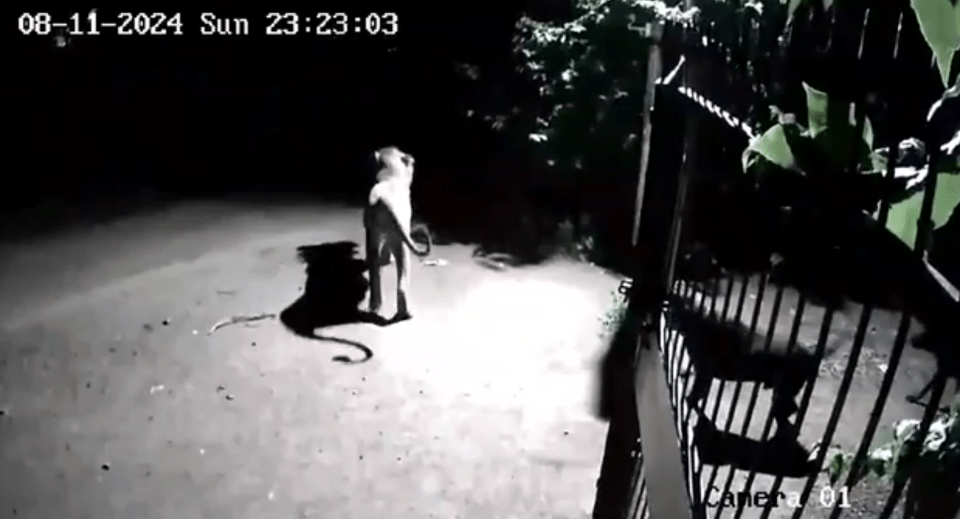 a black and white photo of a lion standing in the dark