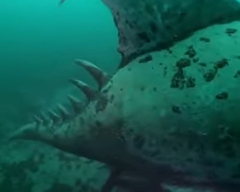 a close up of a fish swimming in the ocean .