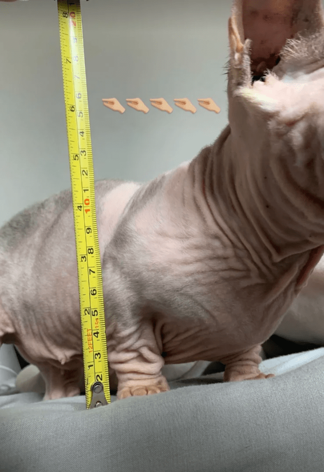 Naturewatch Foundation says the breed has an 'exaggerated and unnatural appearance'