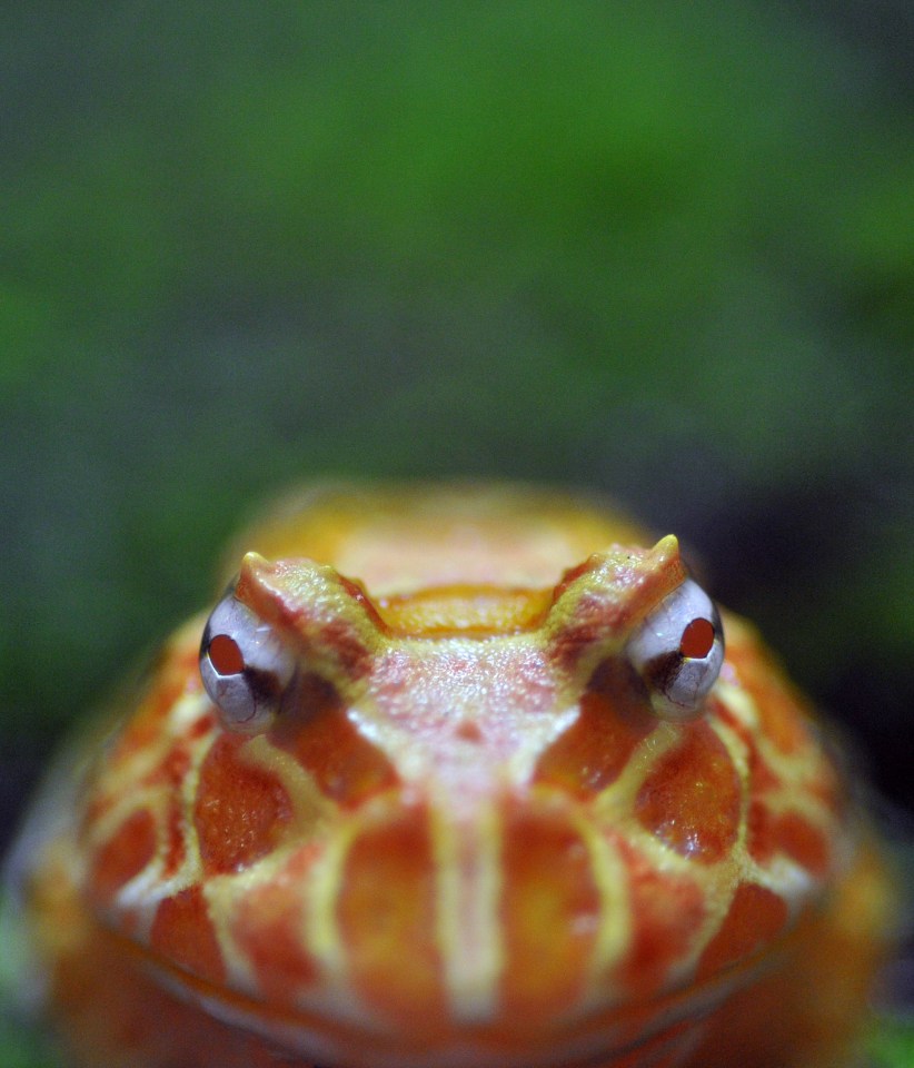 A South American horned frog - the closest species to Beelzebufo