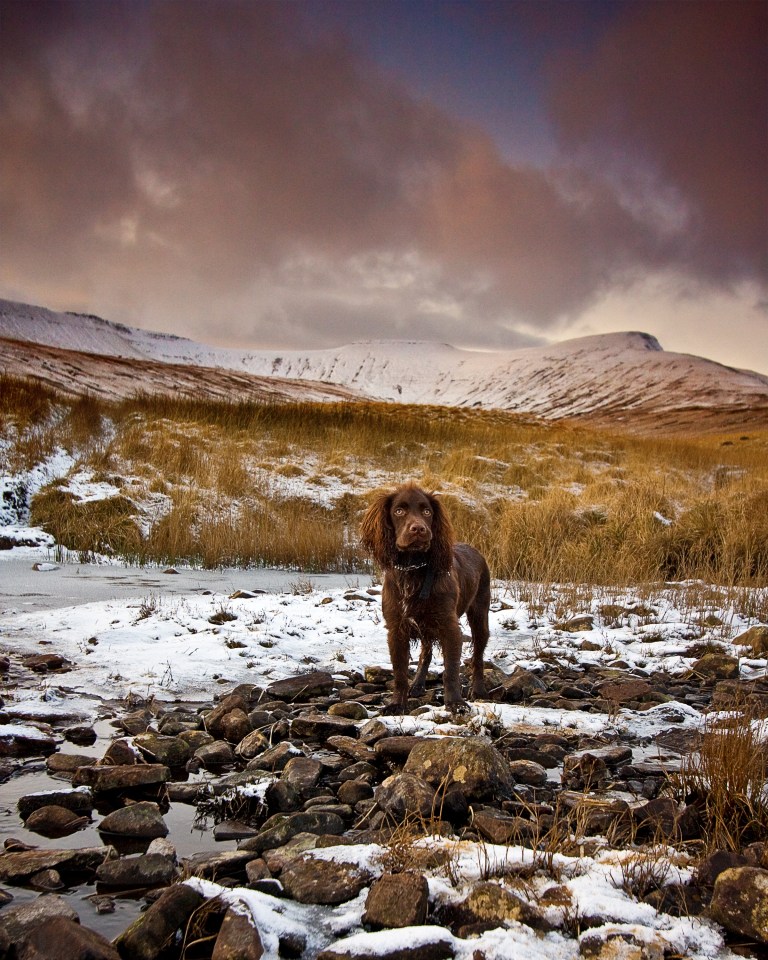 a brown dog standing in a snowy field with mountains in the background