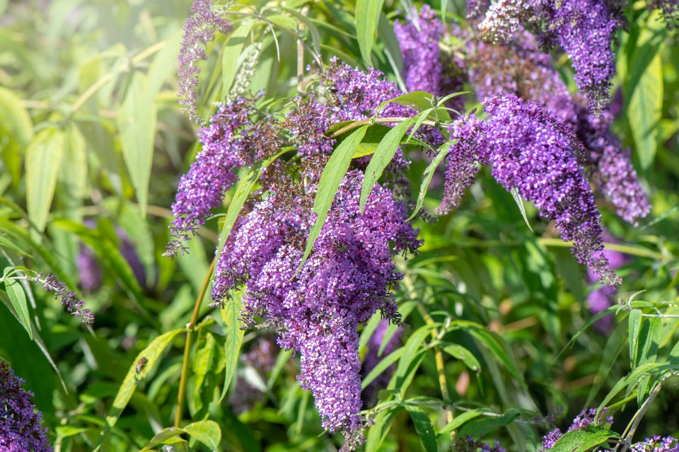 a bush with purple flowers and green leaves