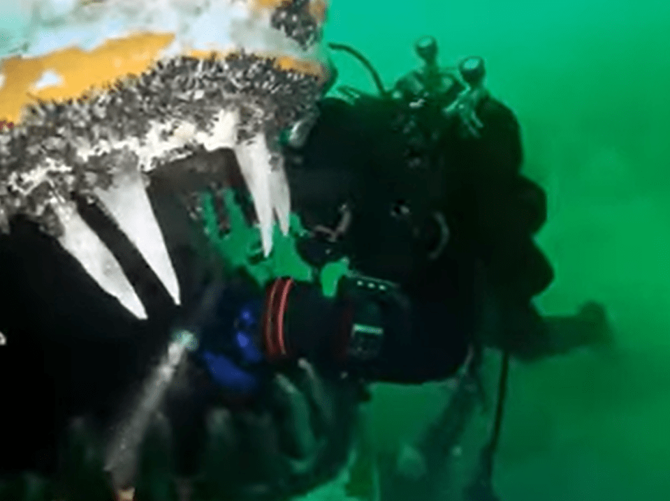 a scuba diver is taking a picture of a shark 's teeth