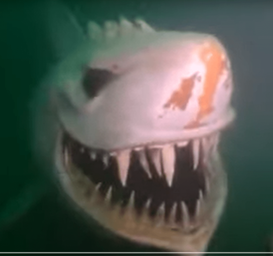 a close up of a shark 's teeth with a green background