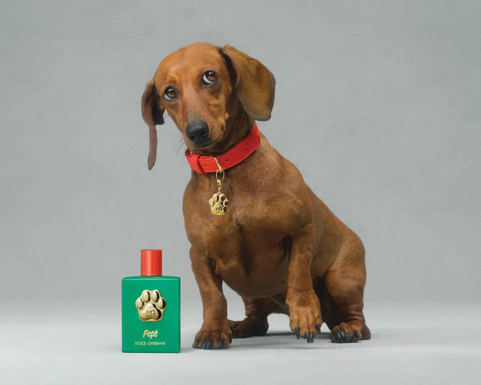 Dolce & Gabbana has released an £85 scent called Fefe, designed to be sprayed on poor unsuspecting pooches