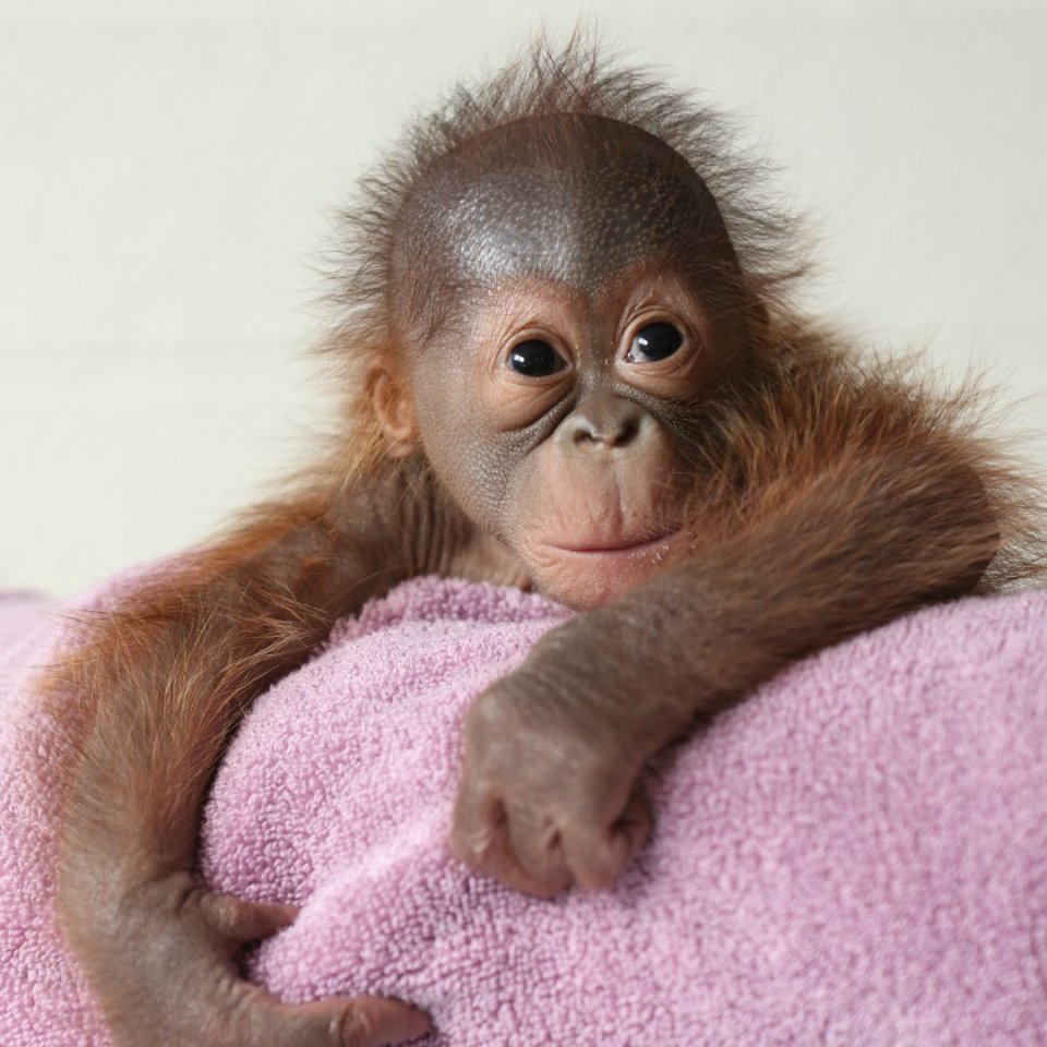 a baby orangutan laying on a pink blanket