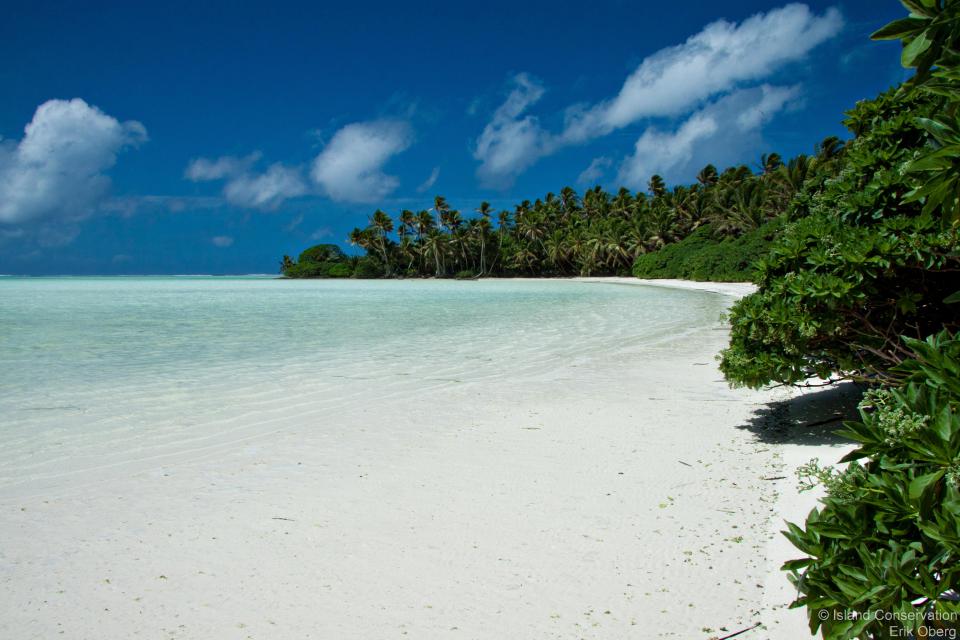 Palm-fringed white sand beach along a lagoon on Palmyra Atoll