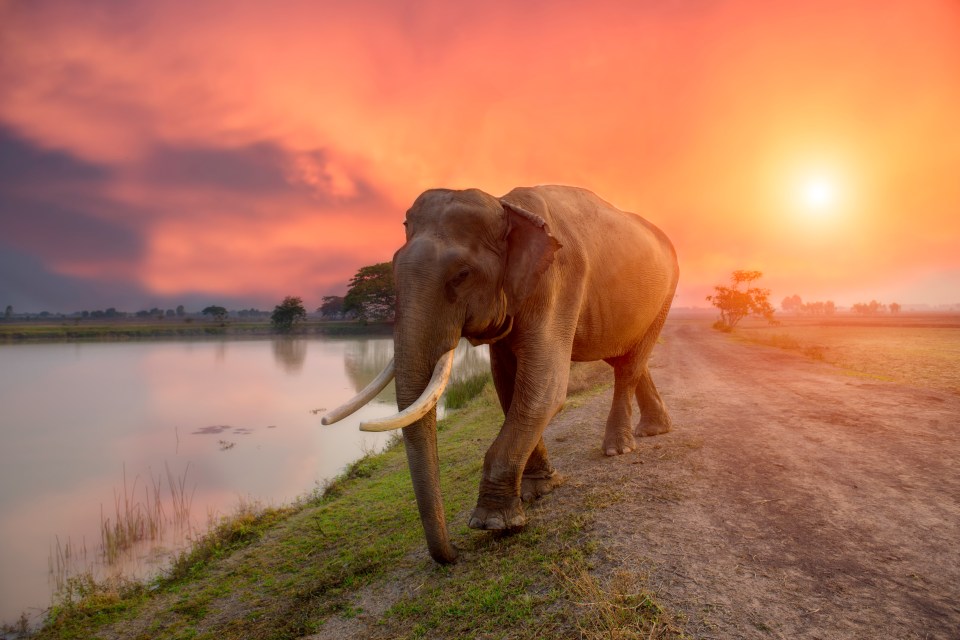 an elephant walking down a dirt road near a body of water