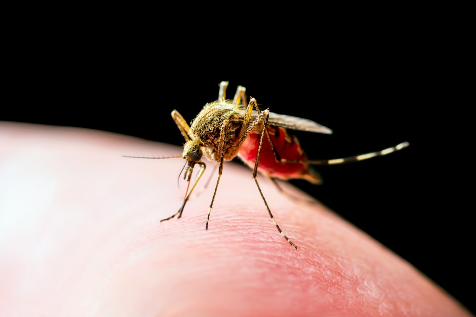 Malaria is a serious infection spread by mozzie bites