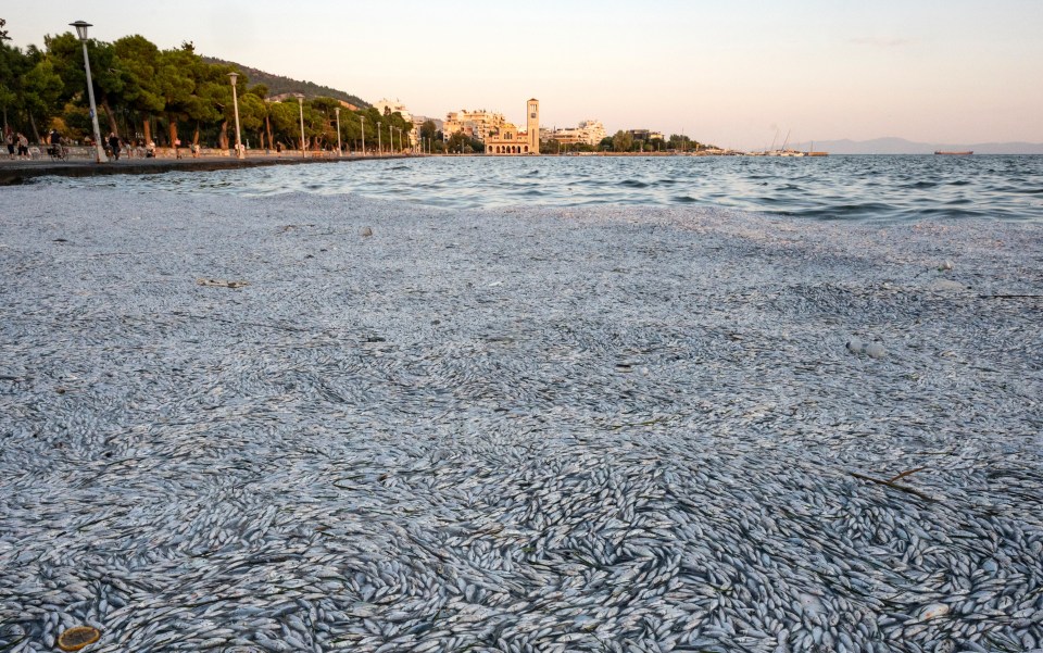 Millions of fish piling up on the picturesque harbour has put off tourists from eating