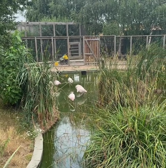 She showed the animals in enclosures out the back of the pub