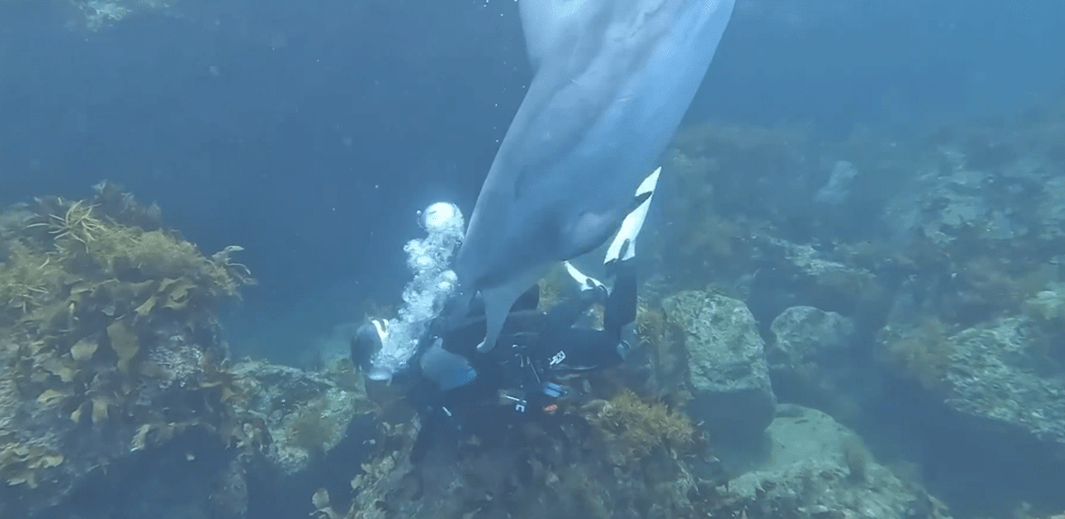 a scuba diver is swimming with a dolphin in the ocean