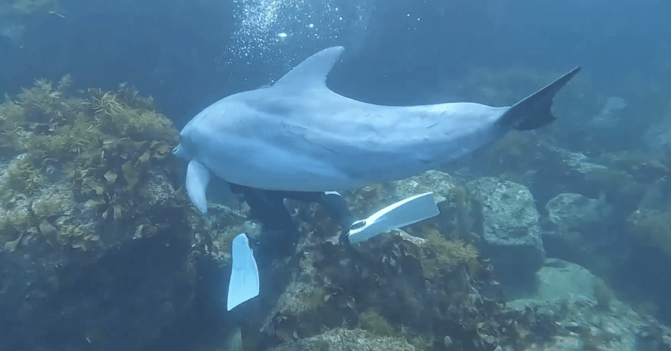 a dolphin is swimming in the ocean near a coral reef