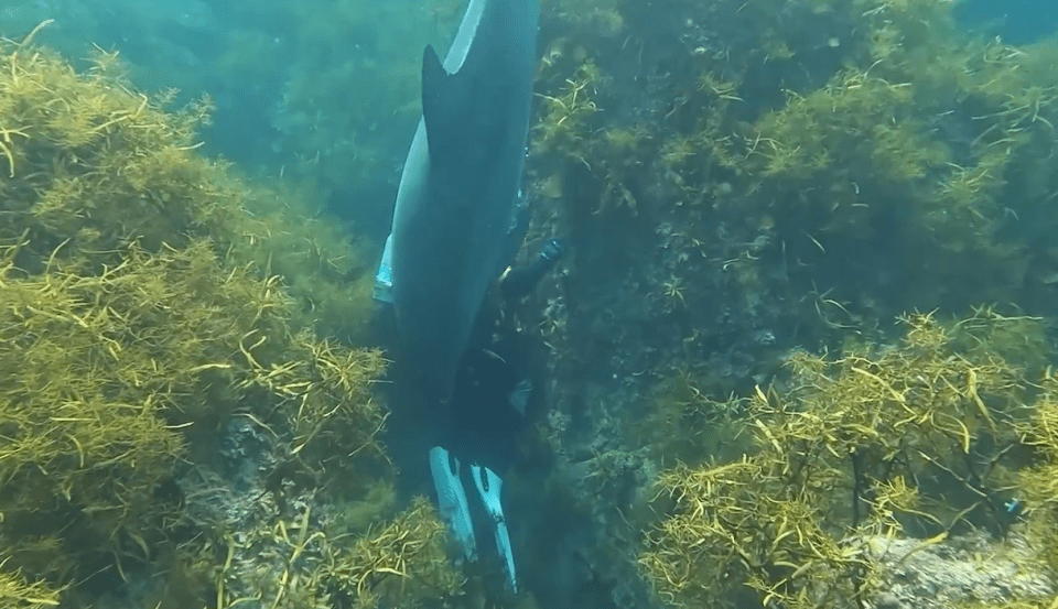 a person is swimming in a body of water surrounded by seaweed