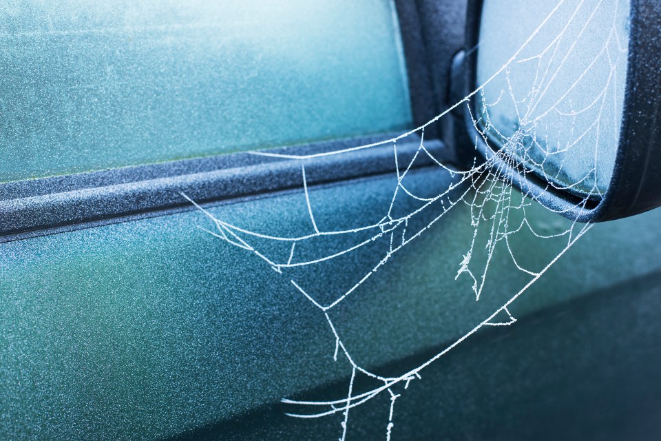 A car expert has revealed some easy steps to keep spiders out of your motor