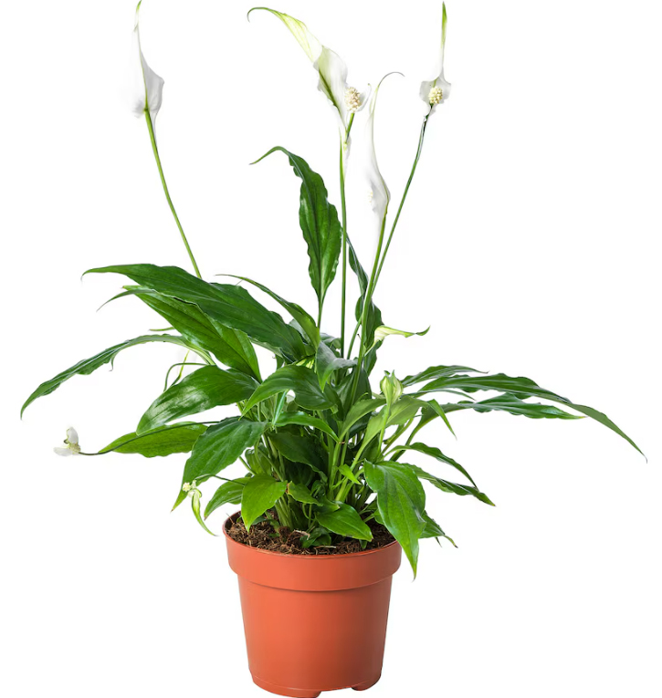 Ikea is selling £3 plant that helps stop mould in your home